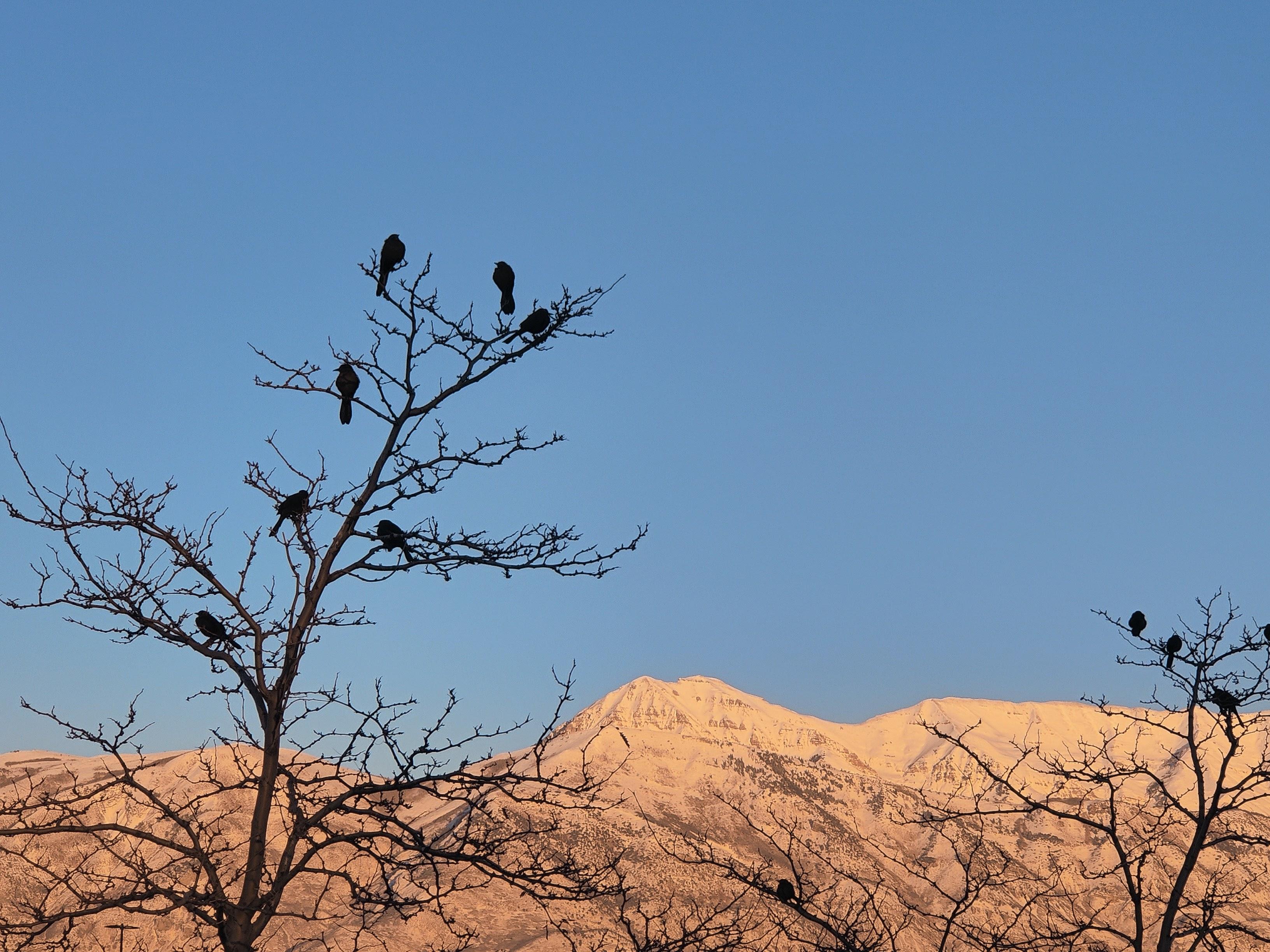 Birds perched in trees with the sun setting on the mountains behind them